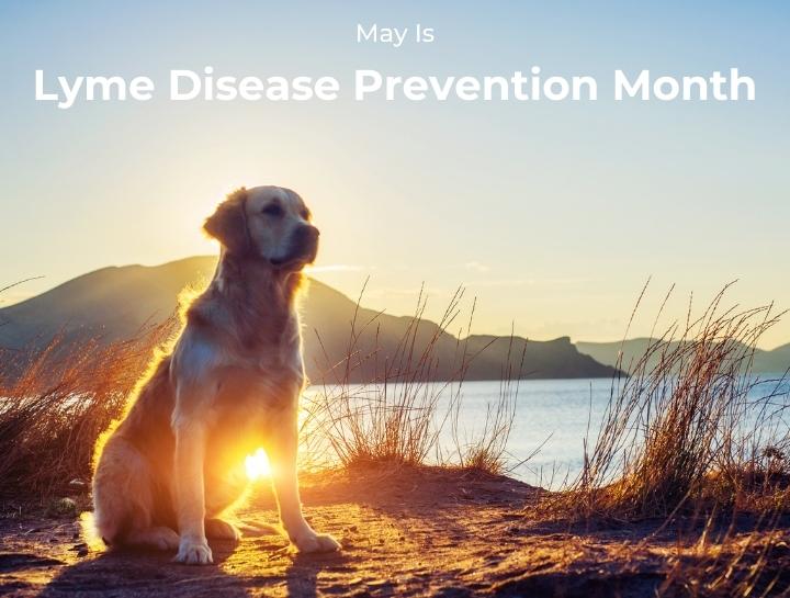 Highland Veterinary Hospital Lyme Disease Prevention Month